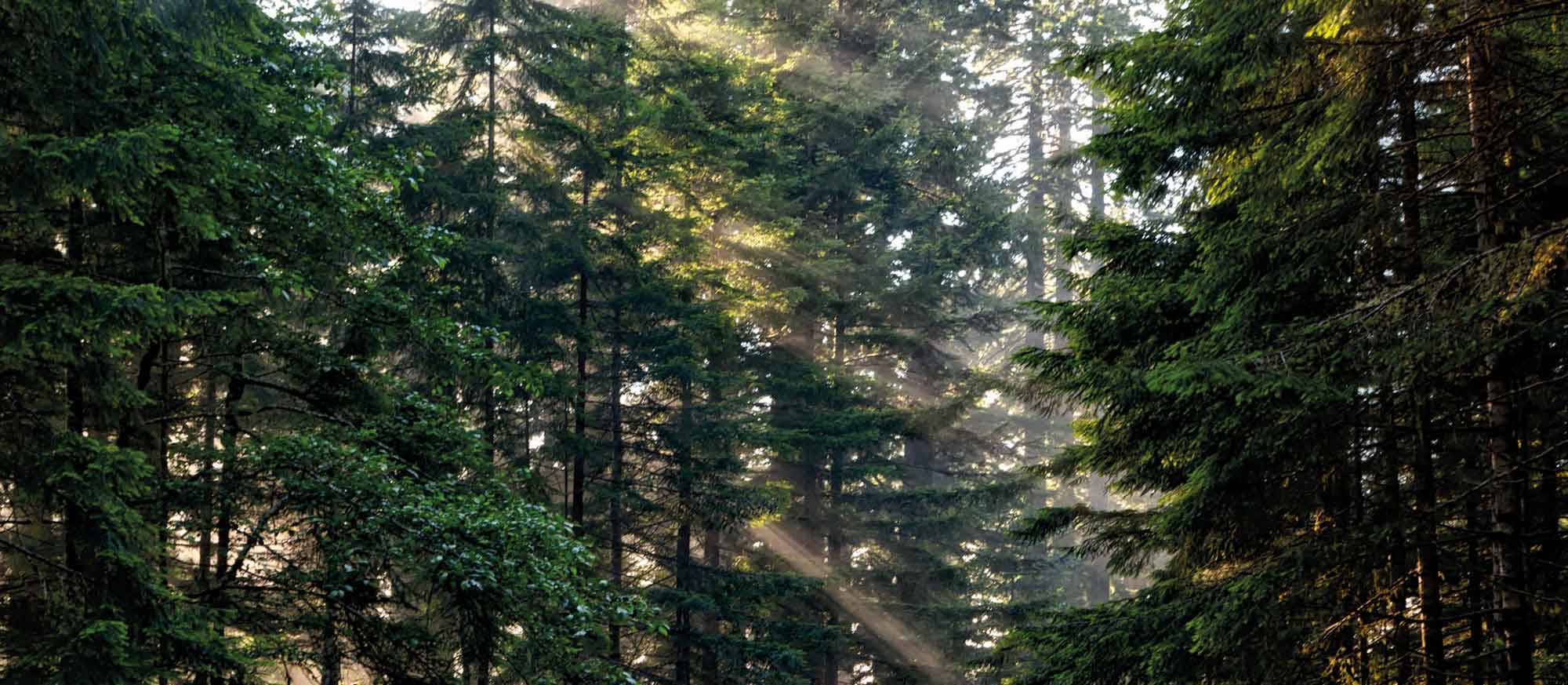 Waldmotiv von Fertighaus WEISS